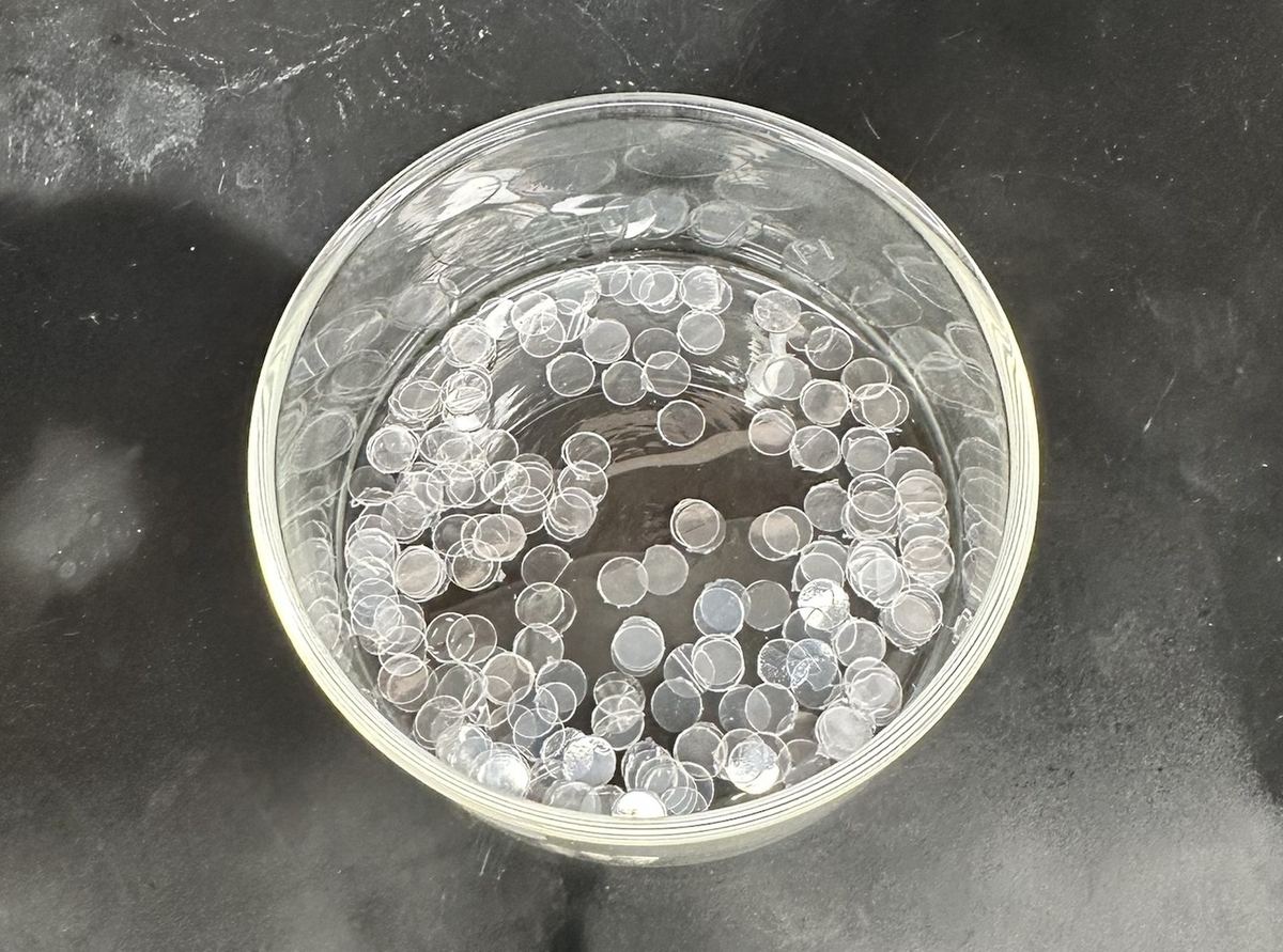 Discs punched from the bottle in a glass dish